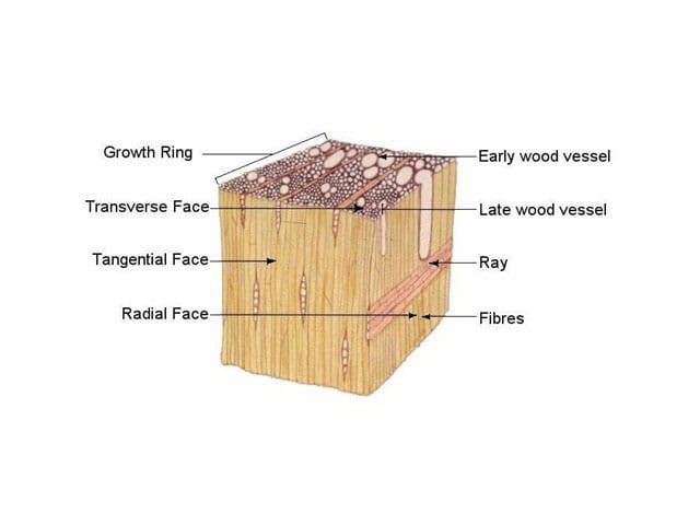 Illustration: Cellular structure of hardwood