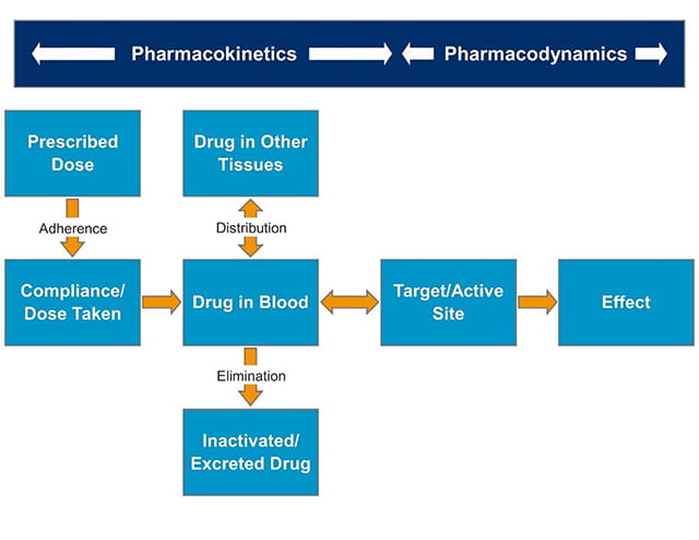 Processes involved in drug handling and therapeutic drug monitoring