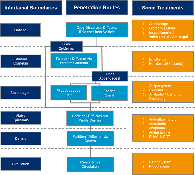 Macro routes for drug permeation in skin